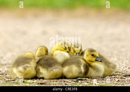 Canada goose (Branta canadensis), chicks, Germany, North Rhine-Westphalia Stock Photo