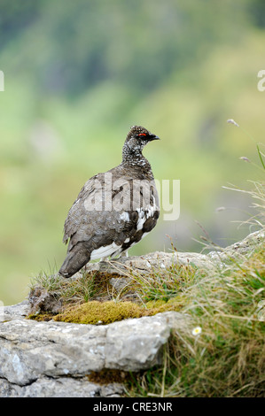 Ptarmigan or Rock Ptarmigan (Lagopus muta), male, summer plumage, perched on rock, Niederhorn, Bernese Oberland, Switzerland