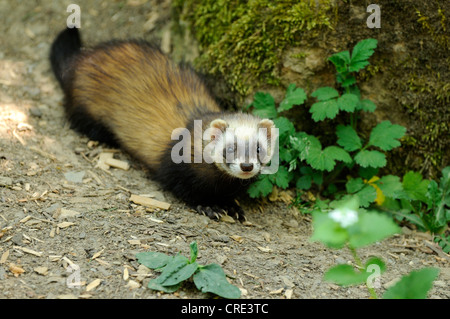 Ferret (Mustela putorius furo) Stock Photo