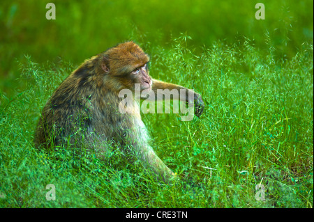 Barbary Macaque (Macaca sylvanus) sitting in the grass, Middle Atlas Mountains, Morocco, Africa