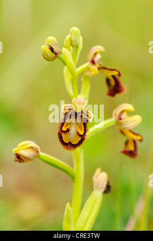 Mirror Orchid - Ophrys speculum Stock Photo - Alamy