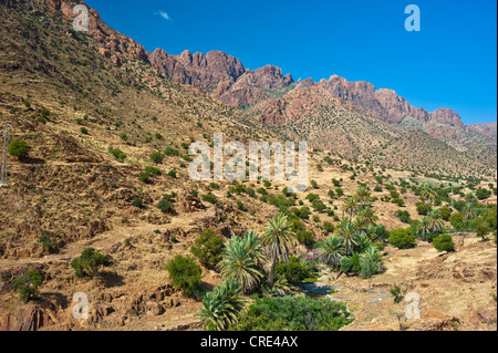 Typical mountain landscape with a dry river bed where Argan Trees (Argania spinosa) and Date Palms (Phoenix dactylifera) grow Stock Photo