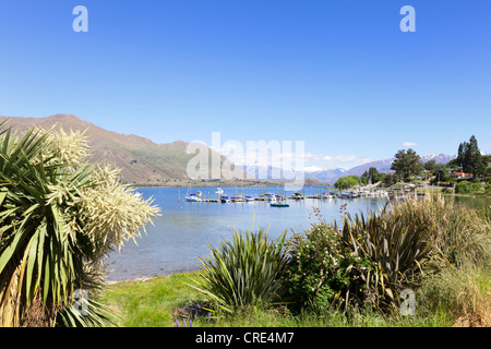 A bright summer morning at Lake Wanaka, Otago, New Zealand. Cabbage tree (cordyline australis) in flower Stock Photo