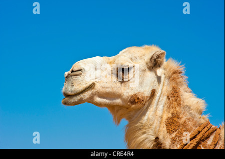 White Arabian Camel or Dromedary (Camelus dromedarius), portrait, Erg Chebbi, southern Morocco, Morocco, Africa Stock Photo