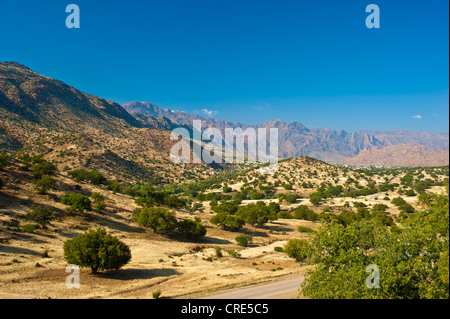 Typical mountain landscape with Argan Trees (Argania spinosa), Anti-Atlas Mountains, Valley of the Ammeln, southern Morocco Stock Photo