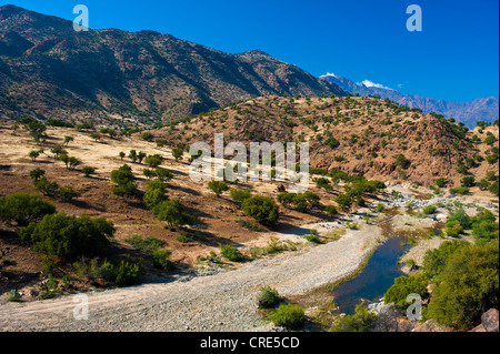 Typical mountain landscape with a river bed and Argan Trees (Argania spinosa), Anti-Atlas Mountains, Valley of the Ammeln Stock Photo