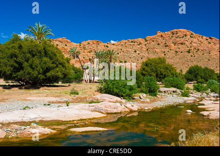 Typical mountain landscape with a river bed, Date Palms (Phoenix) and Argan Trees (Argania spinosa), Anti-Atlas Mountains Stock Photo