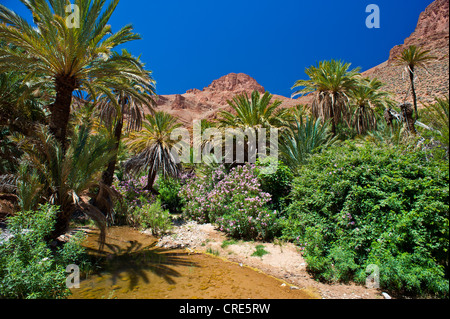 Flowering Oleander (Nerium oleander) and Date Palms (Phoenix) beside a river in the Ait Mansour Valley, Anti-Atlas Mountains Stock Photo