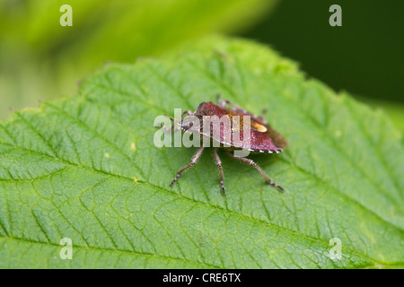 Sloe Bug Dolycoris baccarum adult at rest on a leaf Stock Photo