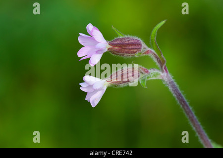 Pink Campion Silene latifolia x dioica flowers Stock Photo