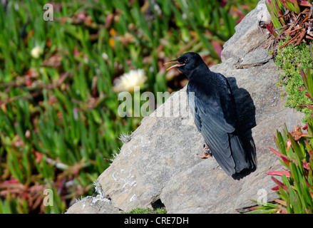 Pyrrhocorax, Young Cornish Chough on cliffs at Lizard point Cornwall Stock Photo