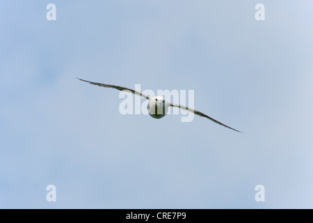 Northern Fulmar Fulmarus glacialis adult in flight Stock Photo