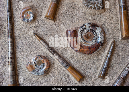 Fossils, ammonites and belemnites exposed on a flat stone, Morocco, Africa Stock Photo