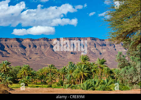 Palm trees and small fields near the mountain chain of the Djebel Kissane table mountain, Draa Valley, southern Morocco, Morocco Stock Photo