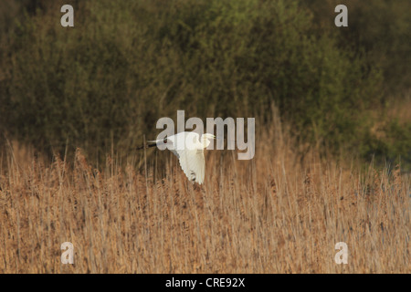 A Great White Egret carrying nesting material to the first known successful nest of this species in the UK. Stock Photo