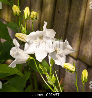 Closeup of White Canterbury Bell Flowers Campanula in a Cheshire Garden England United Kingdom UK