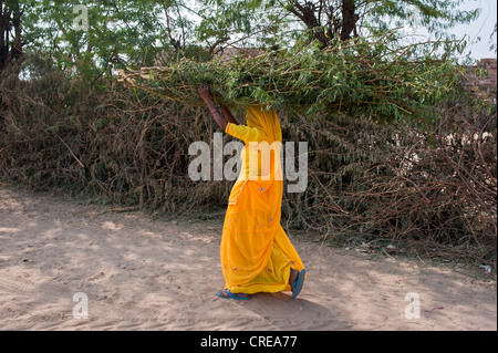 A young Indian woman wearing a yellow sari and carrying brush-wood on her head, Jodhpur, Rajasthan, India, Asia Stock Photo