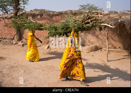 Two Indian women wearing yellow saris and carrying brush-wood on their heads, Jodhpur, Rajasthan, India, Asia Stock Photo