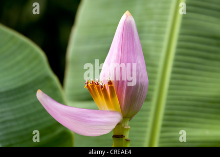 Flower of a Banana (Musa paradisiaca), La Reunion island, Indian Ocean Stock Photo