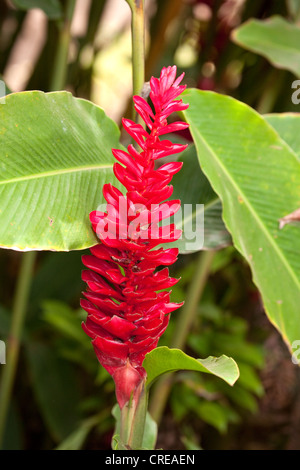 Red flower of Alpinia purpurata, La Reunion island, Indian Ocean Stock Photo