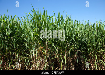 Sugar cane field near Saint-Pierre, La Reunion island, Indian Ocean Stock Photo