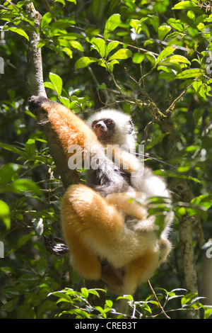 Diademed Sifaka or Simpona (Propithecus diadema), with young sitting on tree branch, feeding, Madagascar, Africa Stock Photo