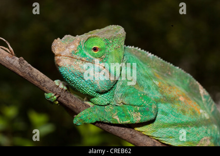 Giant Chameleon (Calumma parsonii), female, Madagascar, Africa Stock Photo