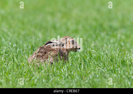 Brown Hare Lepus capensis adult in grass field Stock Photo