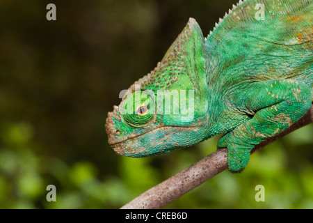 Giant Chameleon (Calumma parsonii), female, Madagascar, Africa Stock Photo