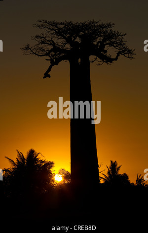 Avenue of Baobab (Adansonia digitata) trees at sunset, near Morondava in western Madagascar, Africa, Indian Ocean Stock Photo