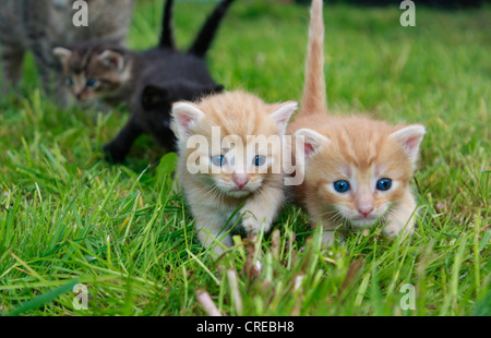 domestic cat, house cat (Felis silvestris f. catus), young pups on a meadow Stock Photo