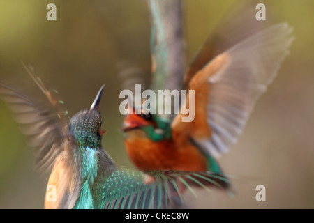 river kingfisher (Alcedo atthis), quarreling couple flapping wings, Germany, Bavaria, Isental Stock Photo