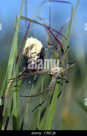 fantastic fishing spider (Pisaura spec.), female with young spiders at its spider web, Bulgaria, Eastern Rhodopes, Borislavci Stock Photo