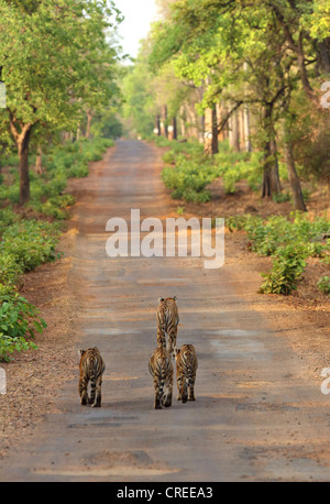 Tigress leading her three cubs on main tarred road in Tadoba jungle, India. Stock Photo
