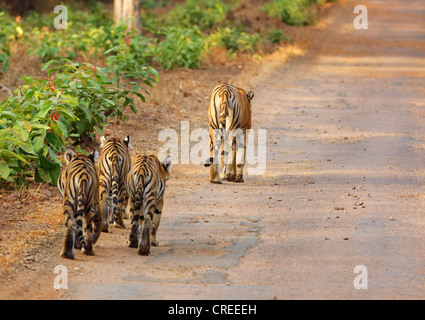Tigress leading three cubs on tarred road in Tadoba jungle, India. Stock Photo