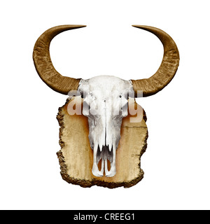 Bull skull with horns isolated on white background Stock Photo