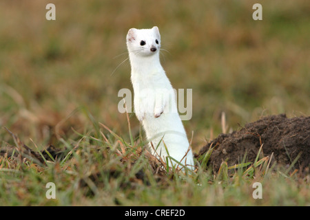 ermine, stoat (Mustela erminea), standing upright in winter fur, Germany, Bavaria Stock Photo