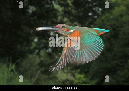 river kingfisher (Alcedo atthis), male with a fish in the bill flying, Germany, Bavaria, Isental Stock Photo