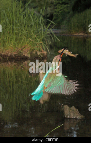 river kingfisher (Alcedo atthis), male with a fish in the bill flying, Germany, Bavaria, Isental Stock Photo