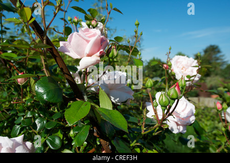 Close-up of Pink Rosa Rose New Dawn in flower on a rose arch in a Surrey garden in June set against a clear blue sky Stock Photo