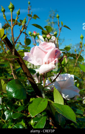 Close-up of Pink Rosa Rose New Dawn in flower on a rose arch in a Surrey garden in June set against a clear blue sky Stock Photo