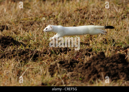 ermine, stoat (Mustela erminea), winter fur , jumping on a meadow, Germany, Bavaria Stock Photo