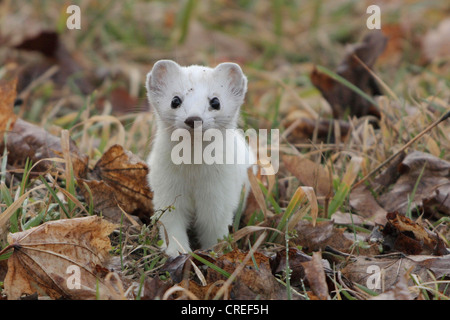 ermine, stoat (Mustela erminea), winter fur, between autumn leaves, Germany, Bavaria Stock Photo