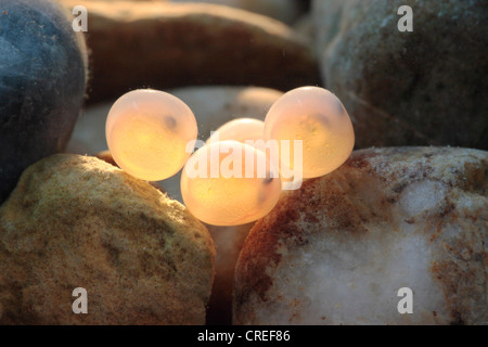 brown trout, river trout, brook trout (Salmo trutta fario), eggs between gravel in backlight Stock Photo