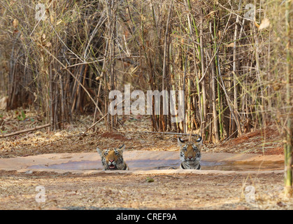 Two tiger cubs cooling off in waterhole and staring at photographer in Tadoba jungle, India. Stock Photo