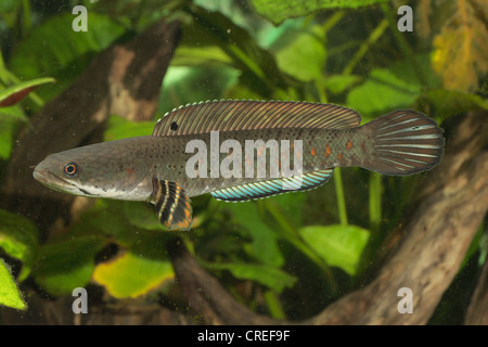 snakehead (Channa pulchra), lateral Stock Photo