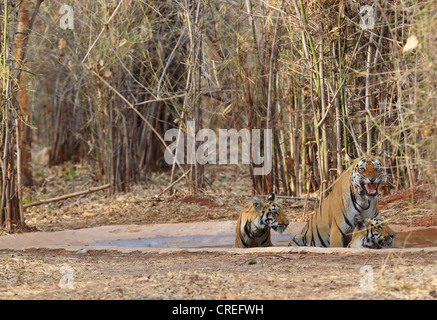 Three tigers cooling off and getting angry at photographer in waterhole in Tadoba jungle, India. Stock Photo