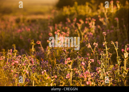 Red Campion, Silene dioica at dusk Stock Photo