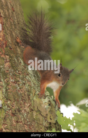 European red squirrel, Eurasian red squirrel (Sciurus vulgaris), climbing at a tree trunk head first, Germany, Bavaria Stock Photo