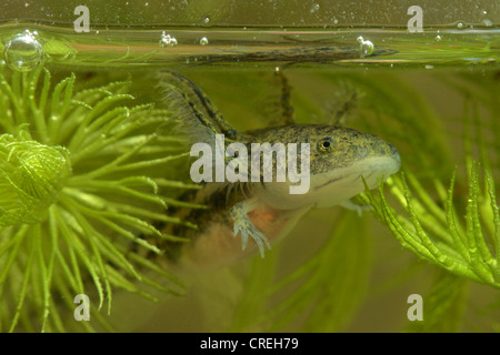 axolotl (Ambystoma mexicanum), larva, portrait Stock Photo